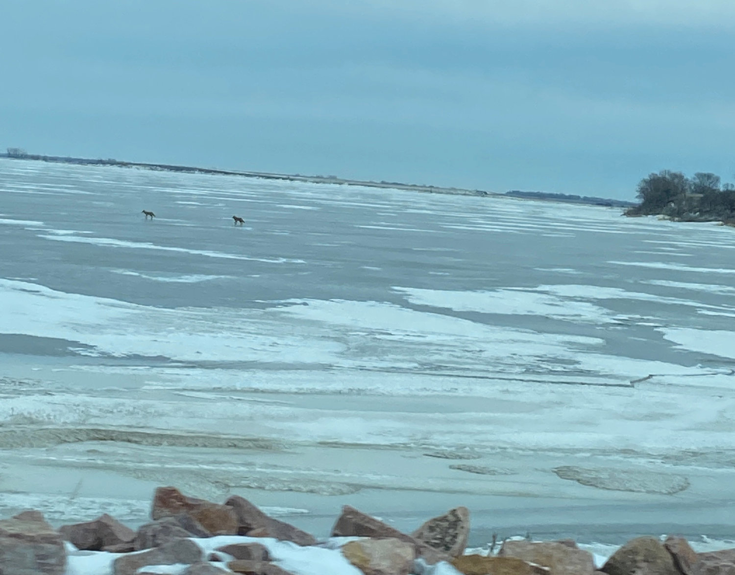 Two coyotes were seen walking their way across Lake Preston on Saturday afternoon.